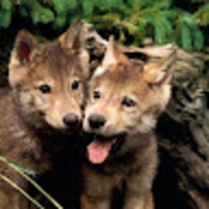 Meet your Posher, Raven